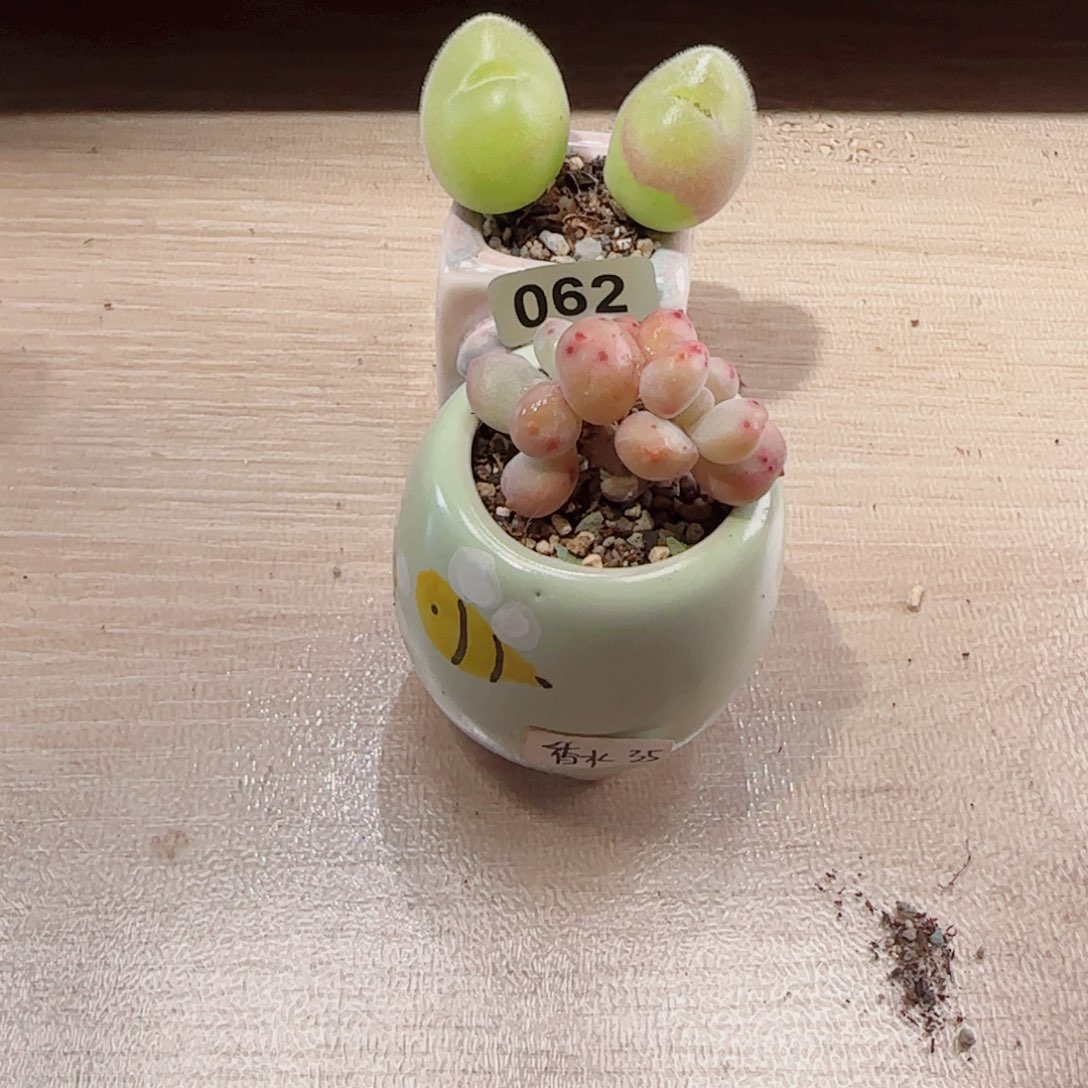 拾***吖T肥肥毛翠重蜜蜂盆盆口2.5cm