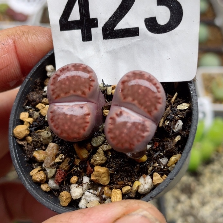 423紫饼干母本双头