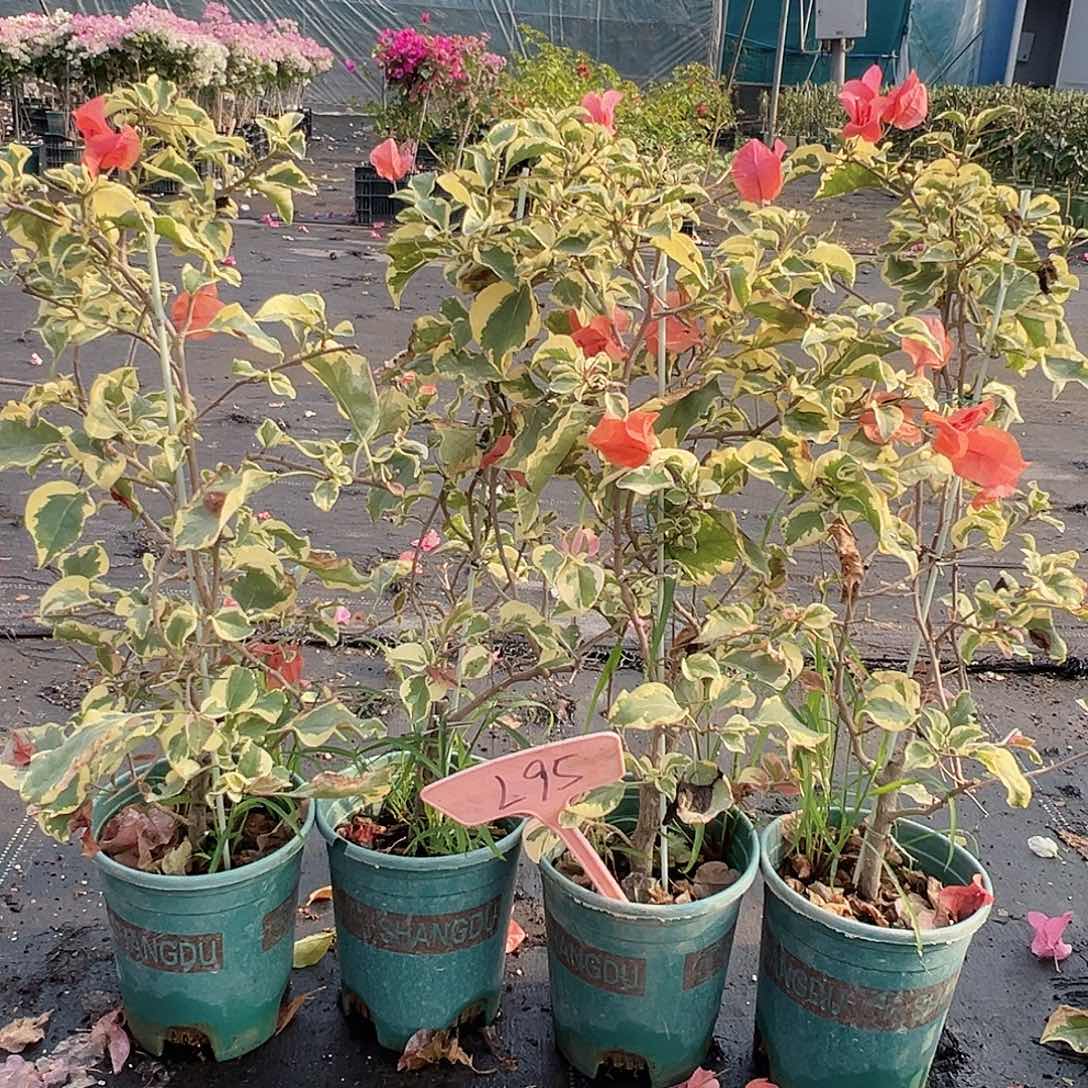 大部分花苞少量开放L95橙冰带竹一棵