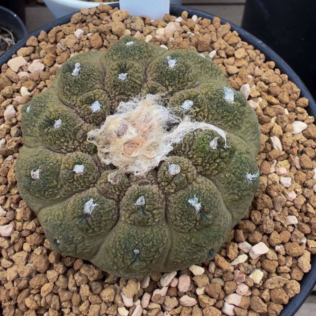 105实生根蜥蜴皮带盆土