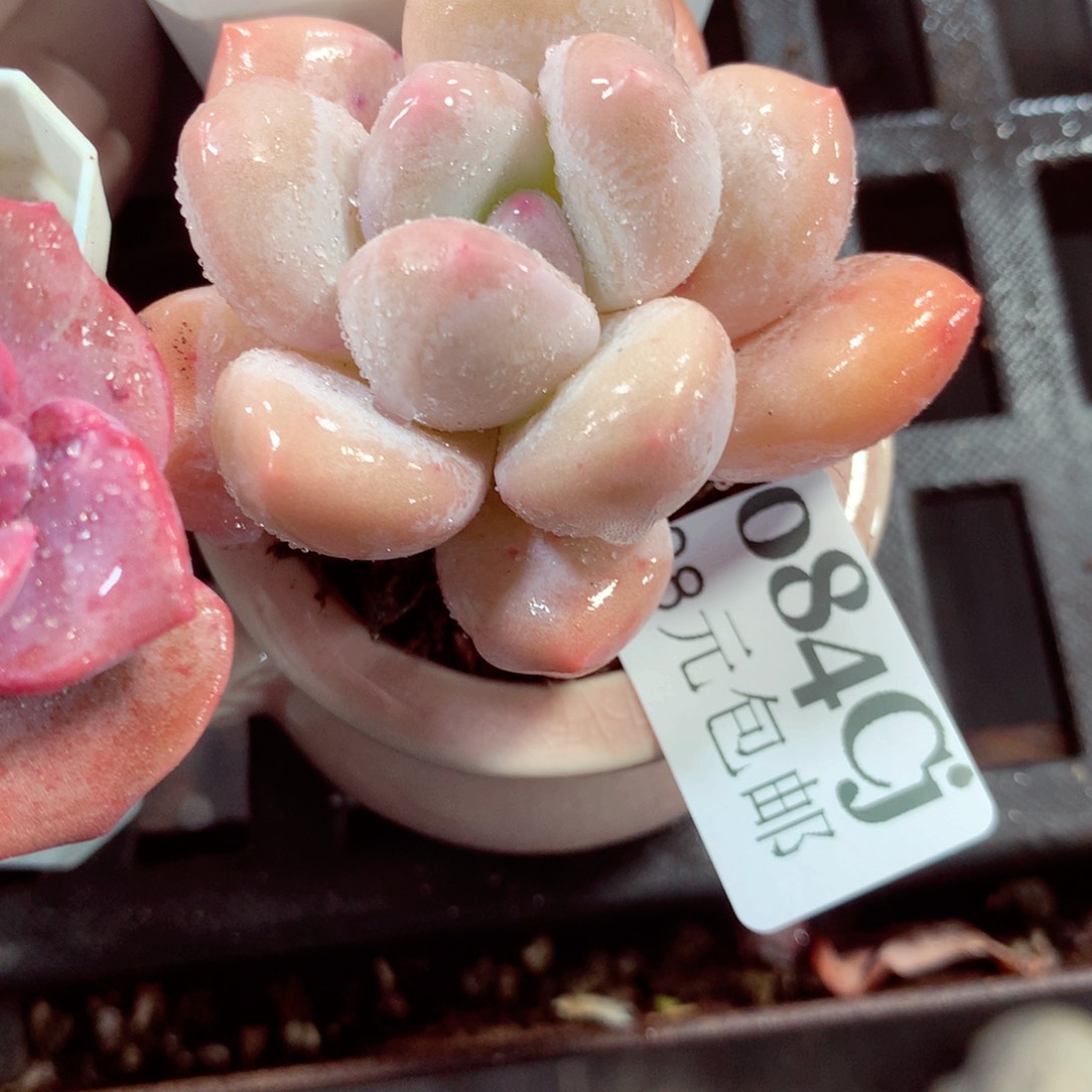 5厘米盆精控多肉084