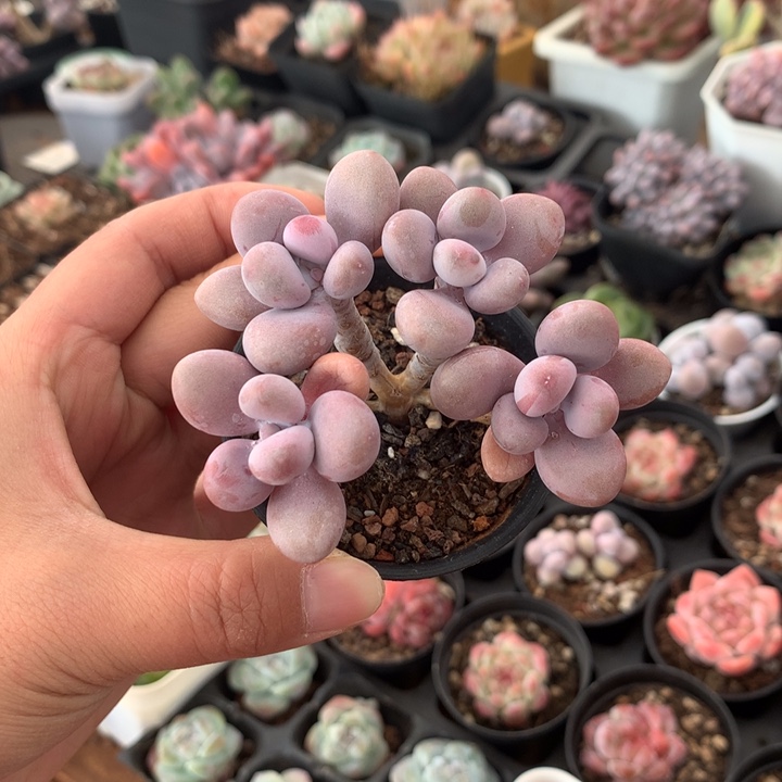 精控桃蛋一物一拍