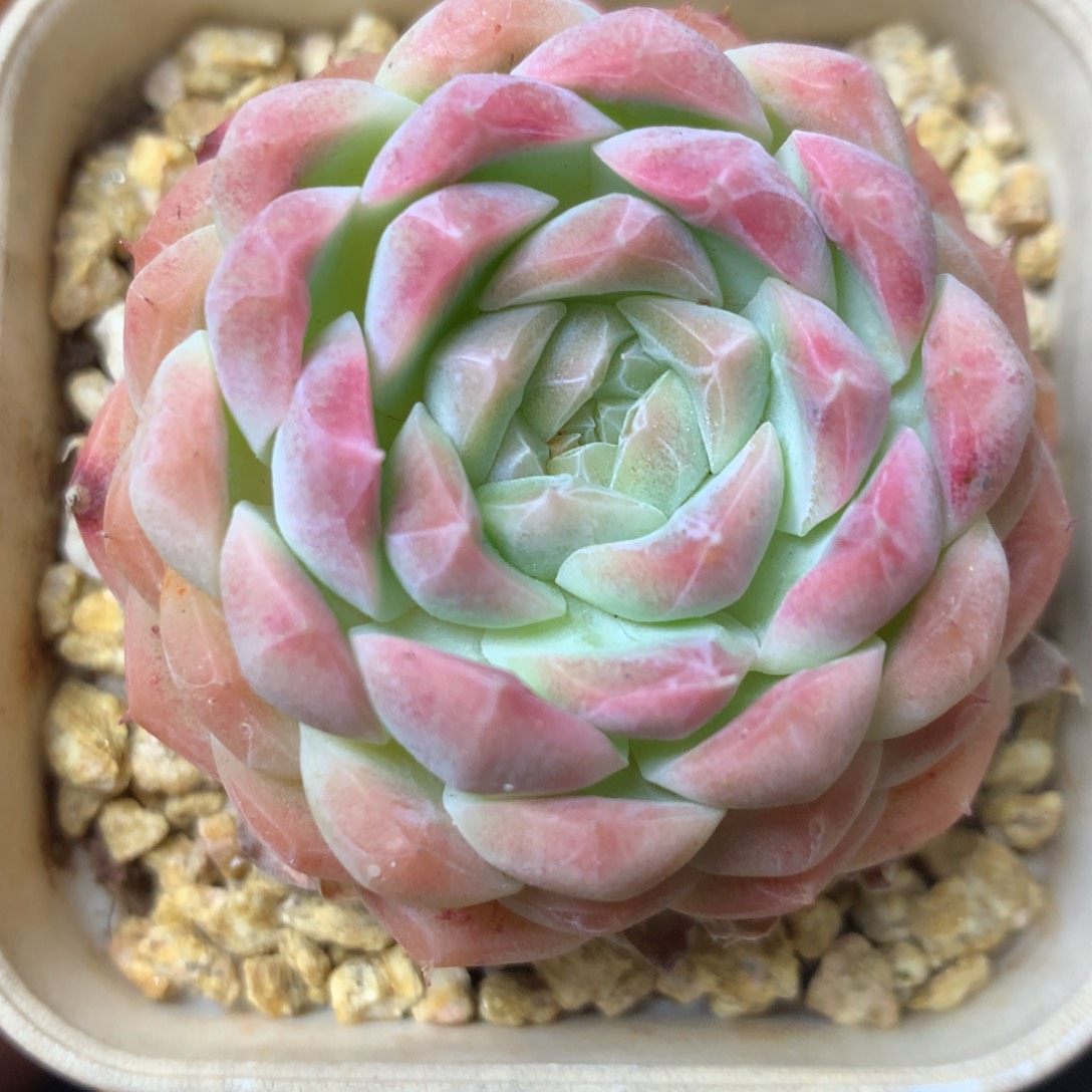 8 精品多肉一物一拍