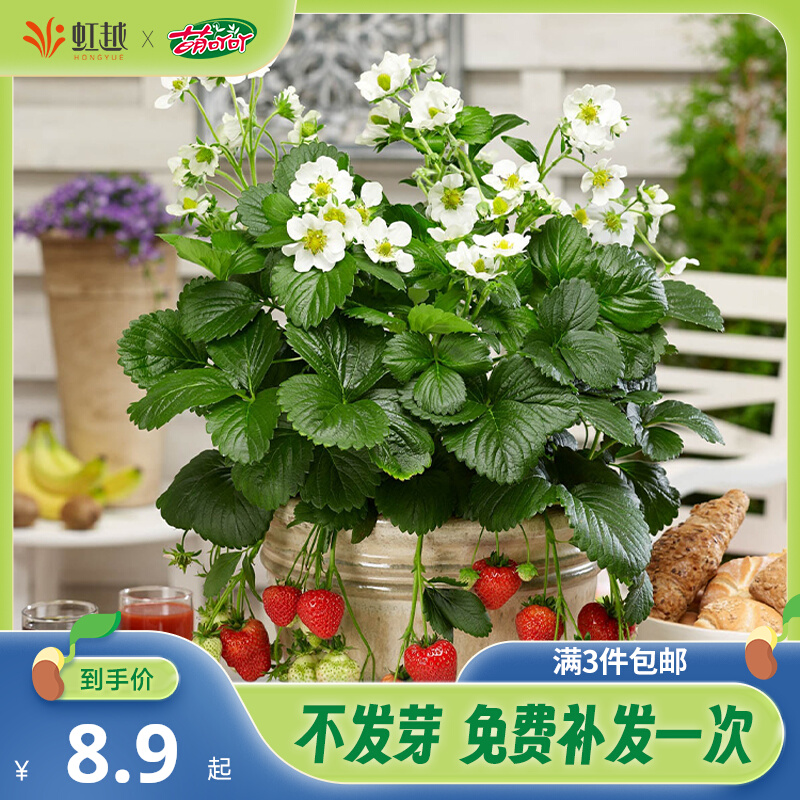 花彩萌吖吖水果种子草莓西瓜种子甜瓜千禧小番茄阳台盆栽春秋播种