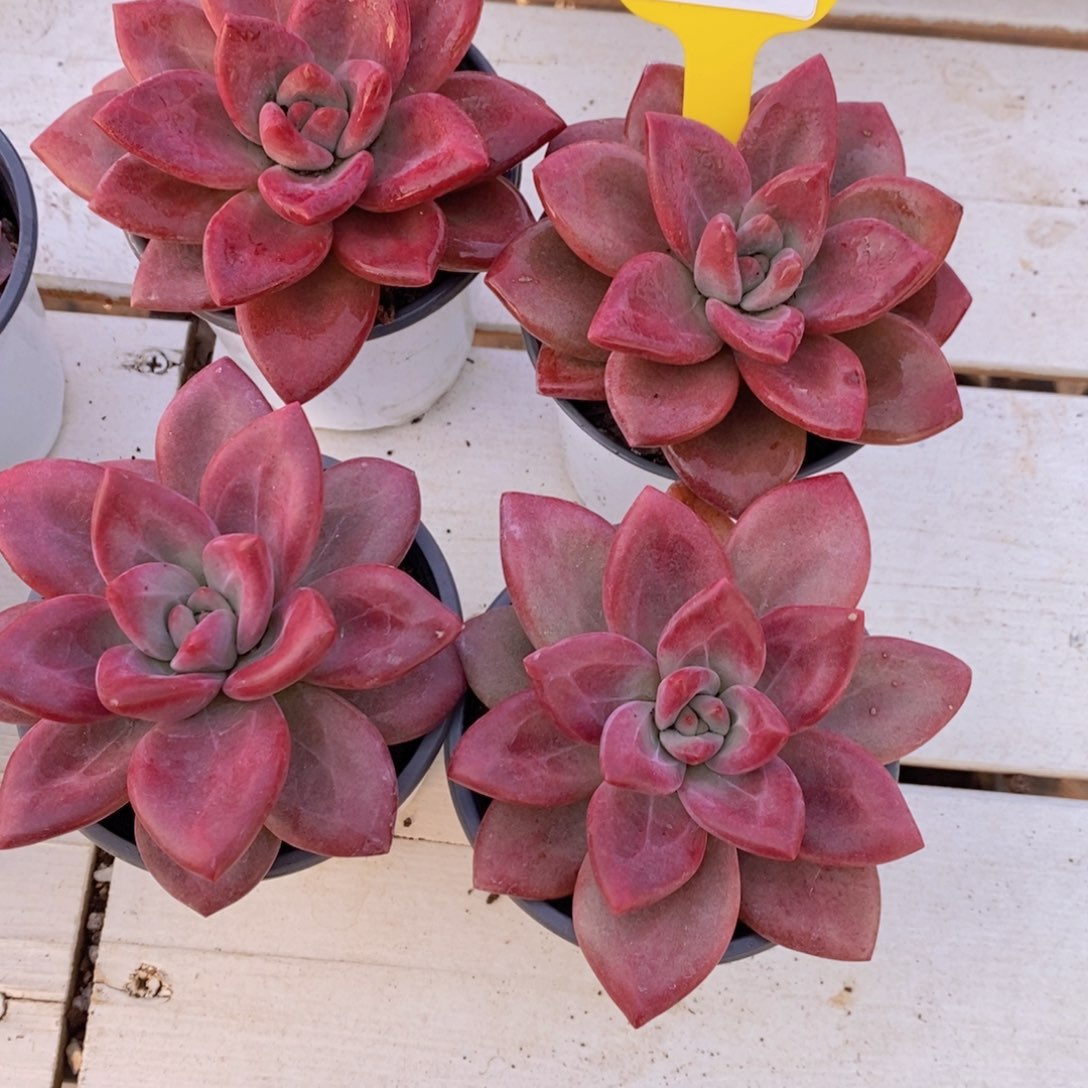 1207-20-精品母本赫菲斯托单头一个