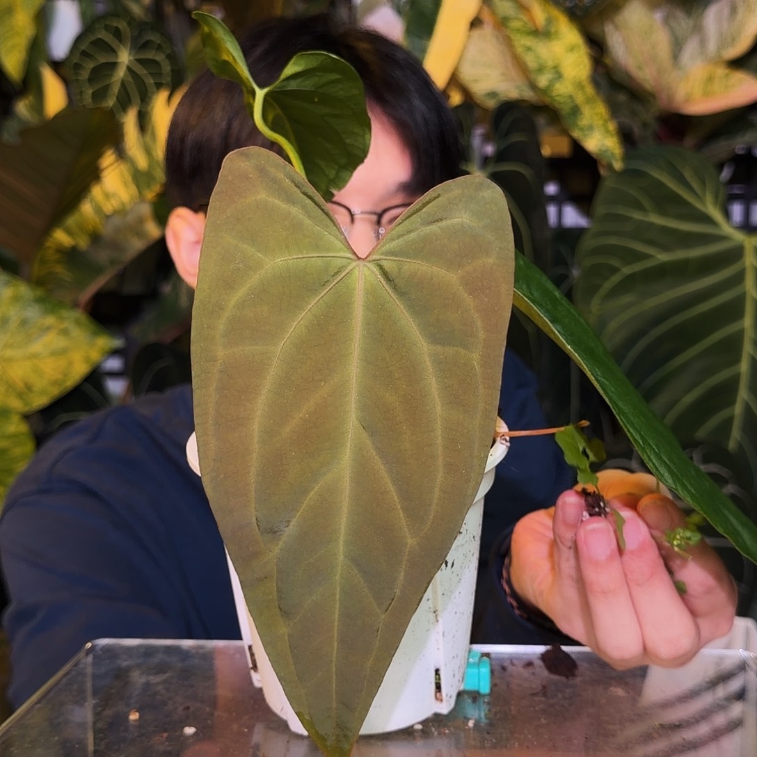 完全开放P192大风车 蝠鲼杂paip