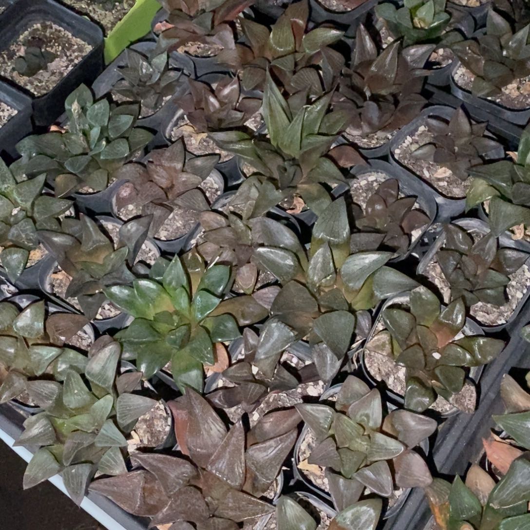 2626 一盆实生大寿 元旦整点福利