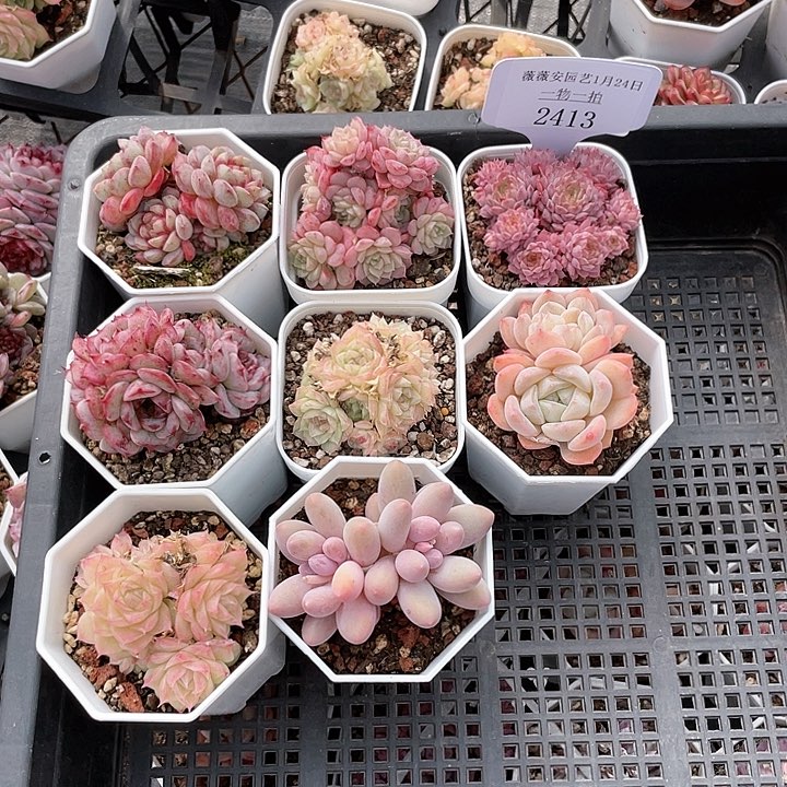 薇薇安园艺多肉2413