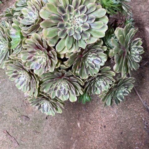 多肉植物黛玉锦。