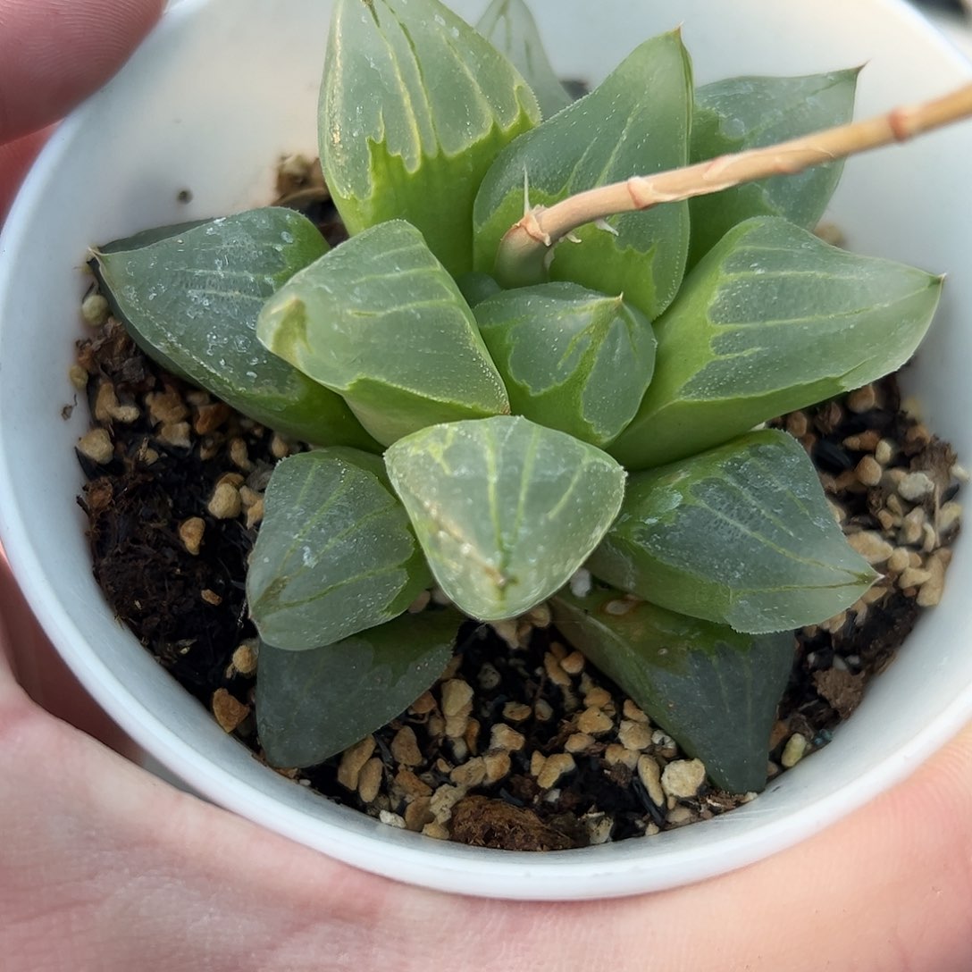 冰城寿母本脱土发货十二卷