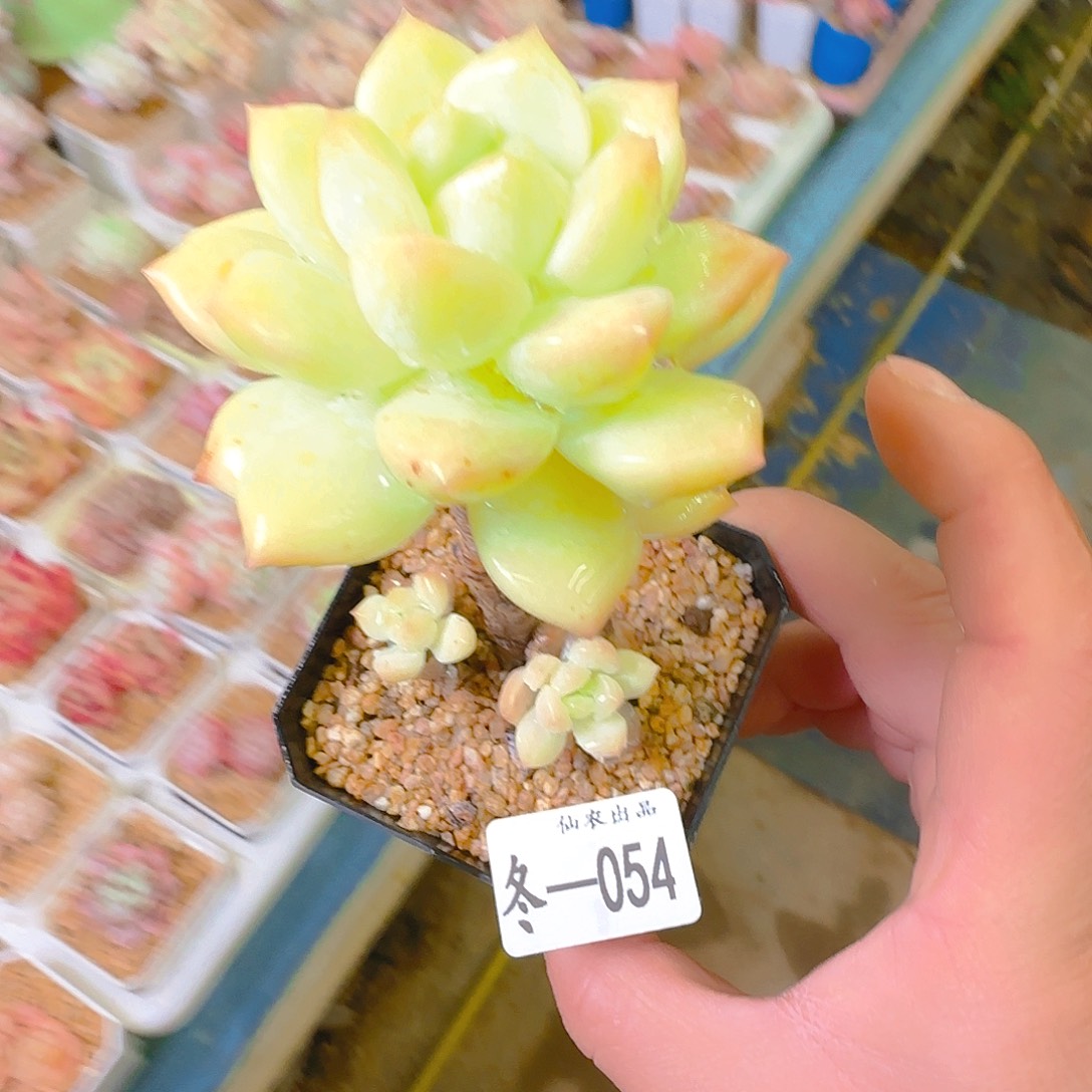 汉白玉，054，仙农出品多肉