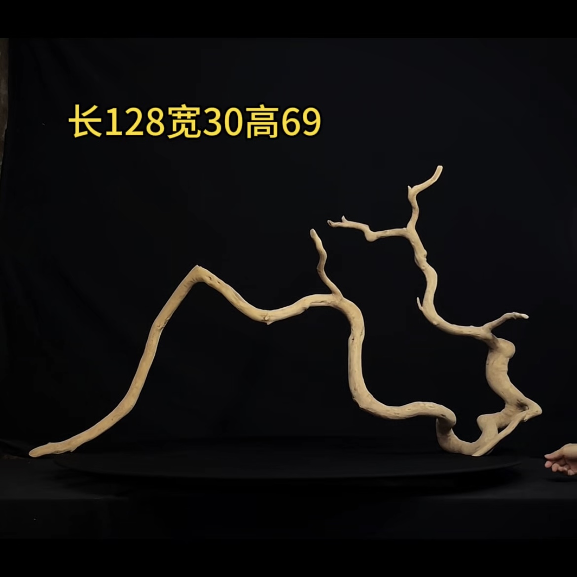 张大狼造景沉木长128cm一体多枝 南美鱼缸造景 鬼柳木秒沉