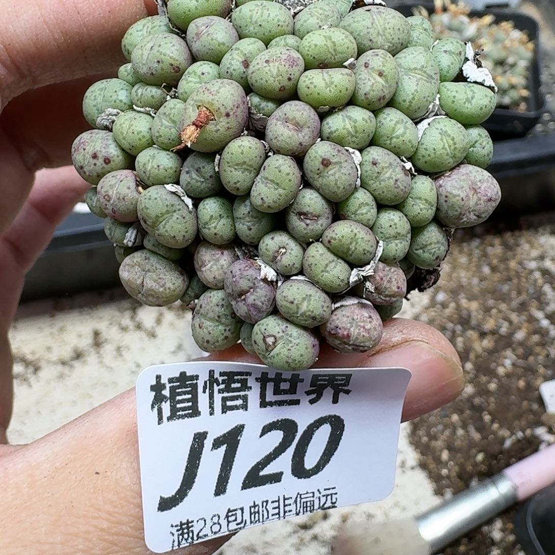 多肉植物的润泽dhhnm