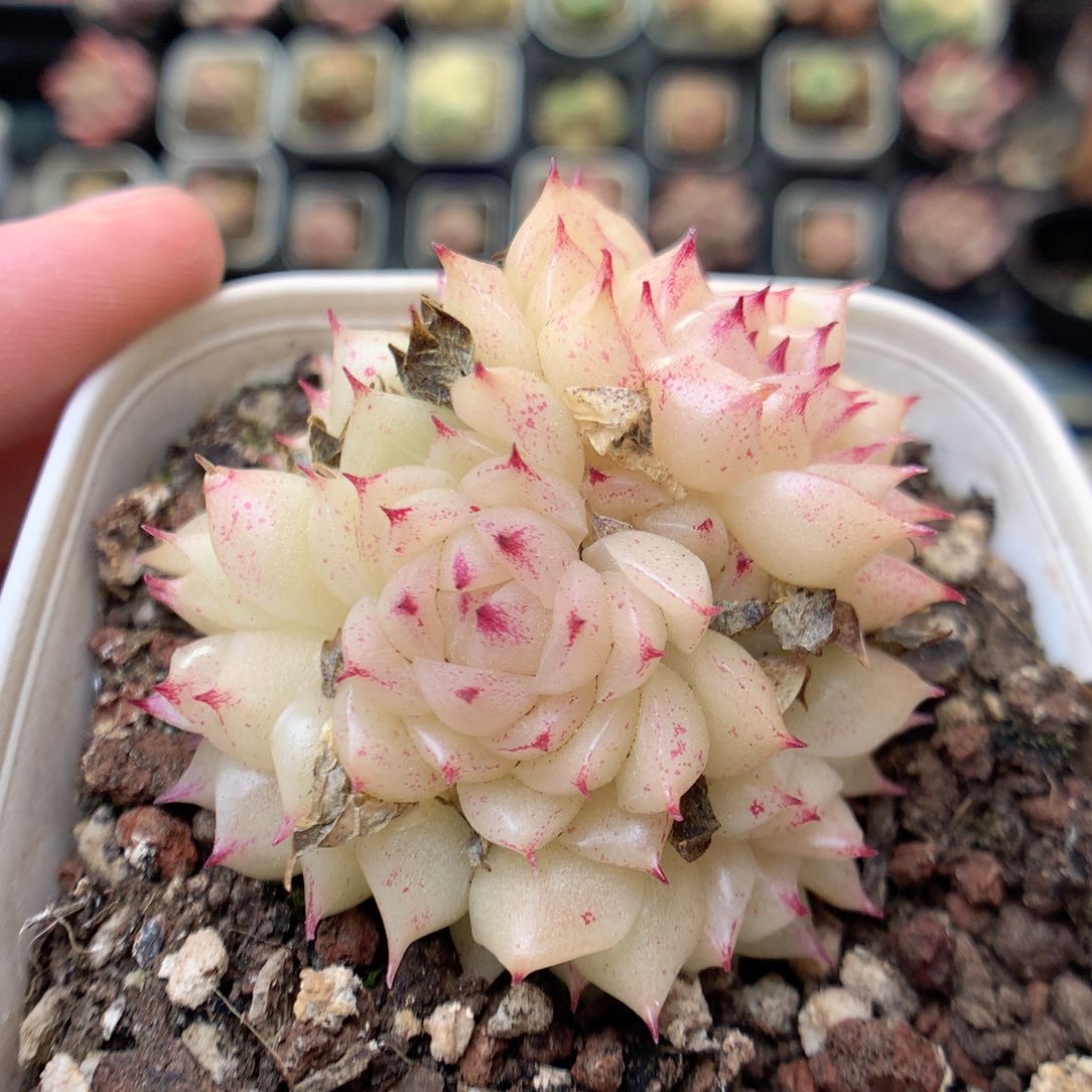 T41 ，20包邮两天凑单偏远不发货