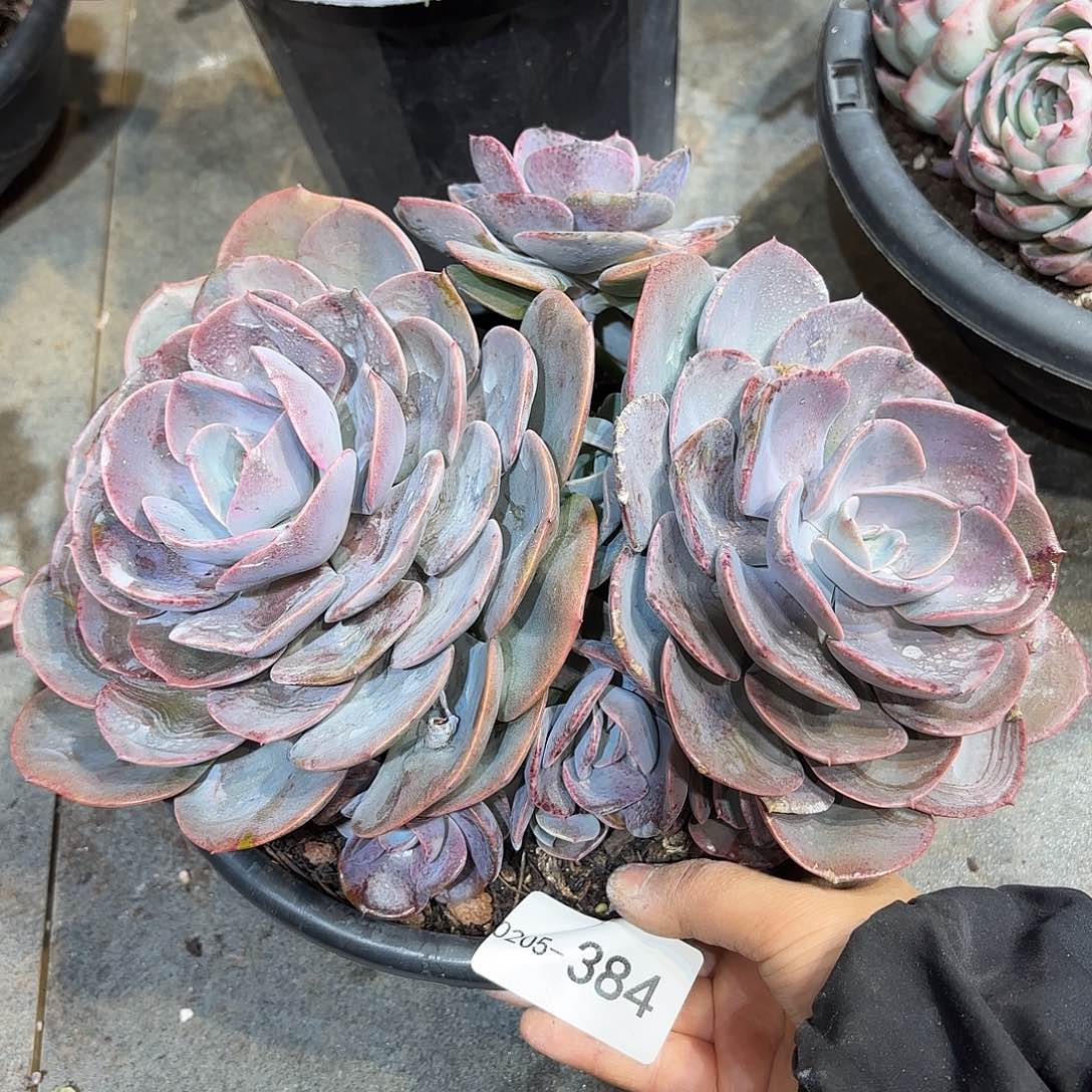 同温层多肉尘埃玫瑰384