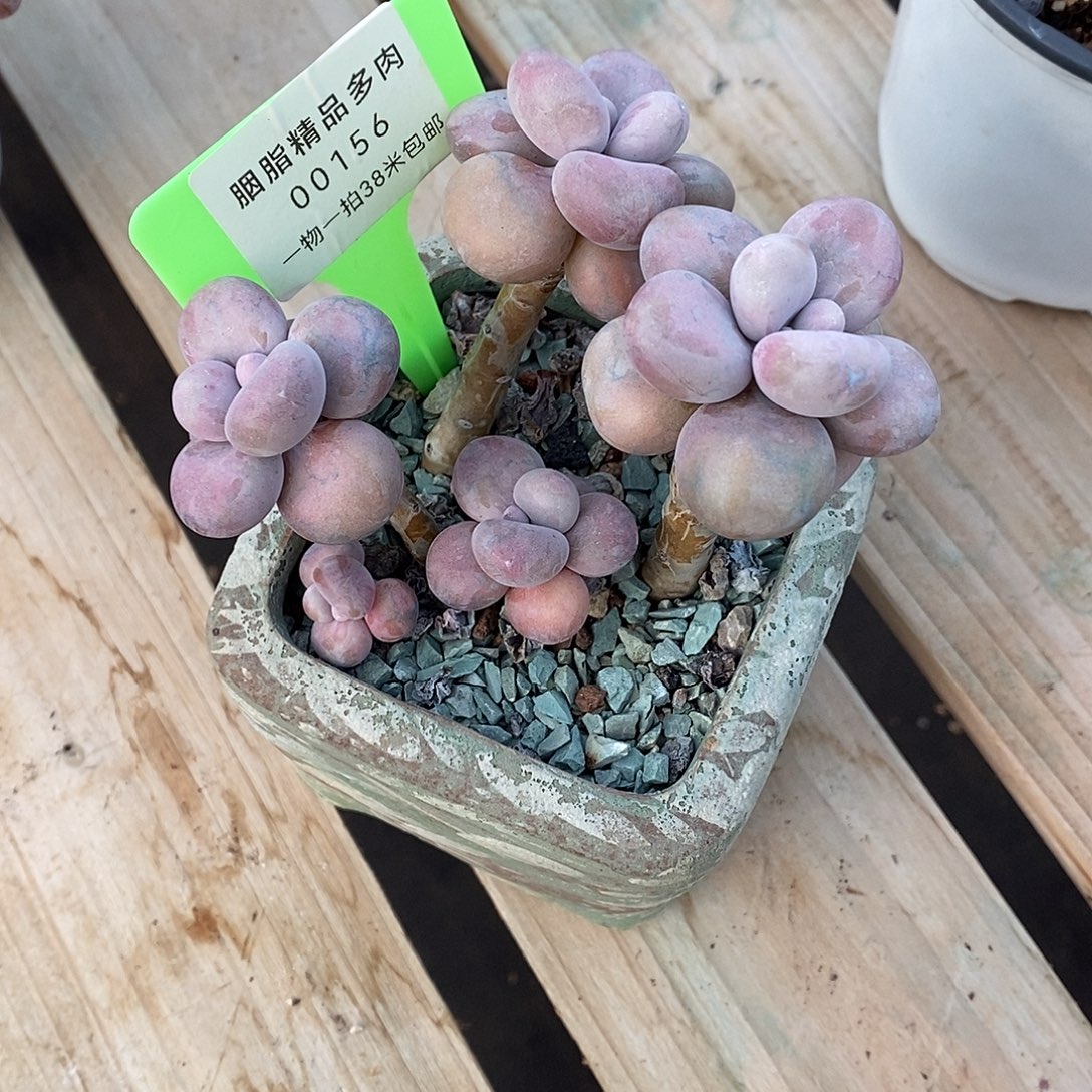 156投诉群落鳄鱼找我