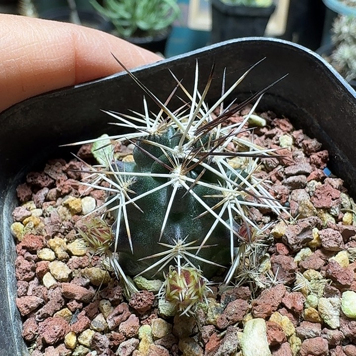 553强刺达氏青花虾带盆发货