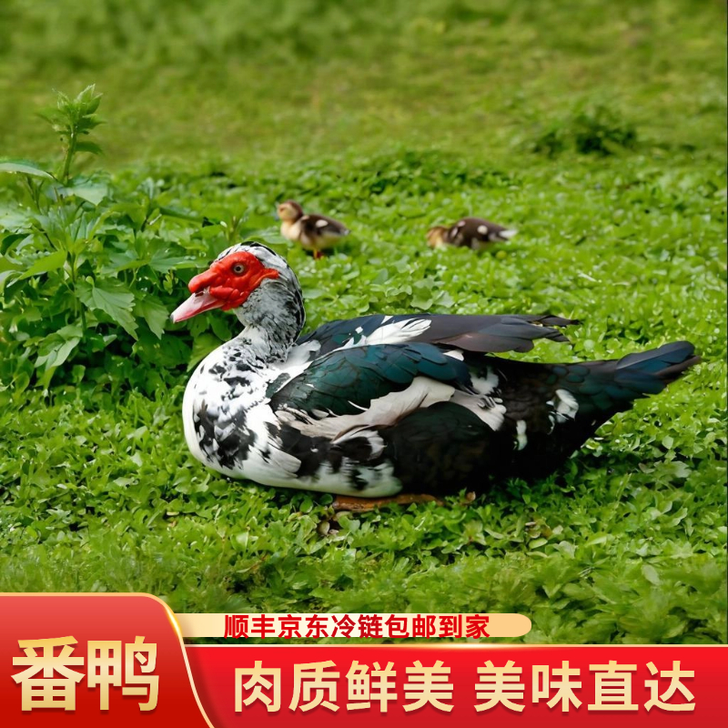 【买一送一】到手两只 农家山塘放养土番鸭 2只净膛9-10斤 鸭肉同城送