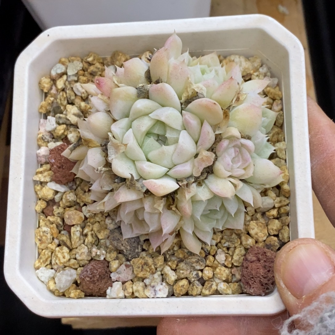 精品多肉一物拍不包整242