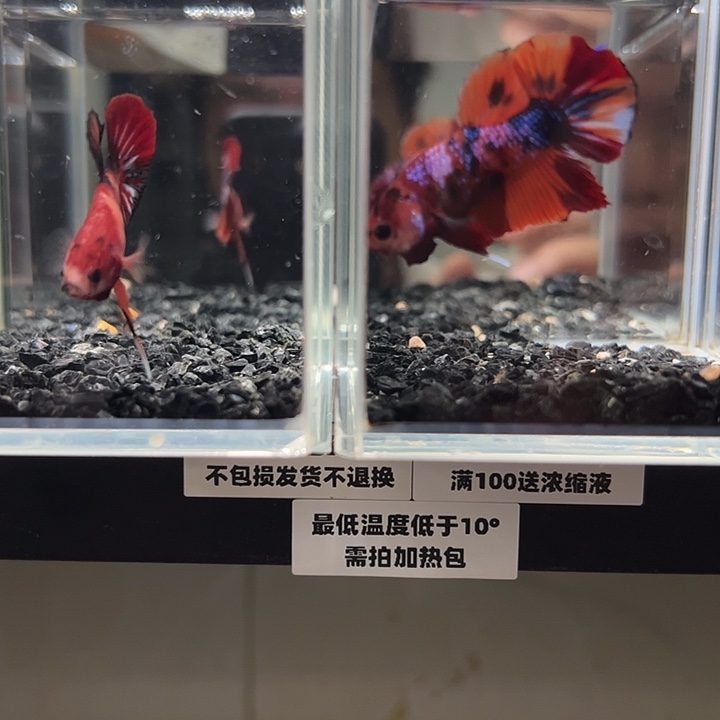 斗鱼跑单拉黑7日90+82