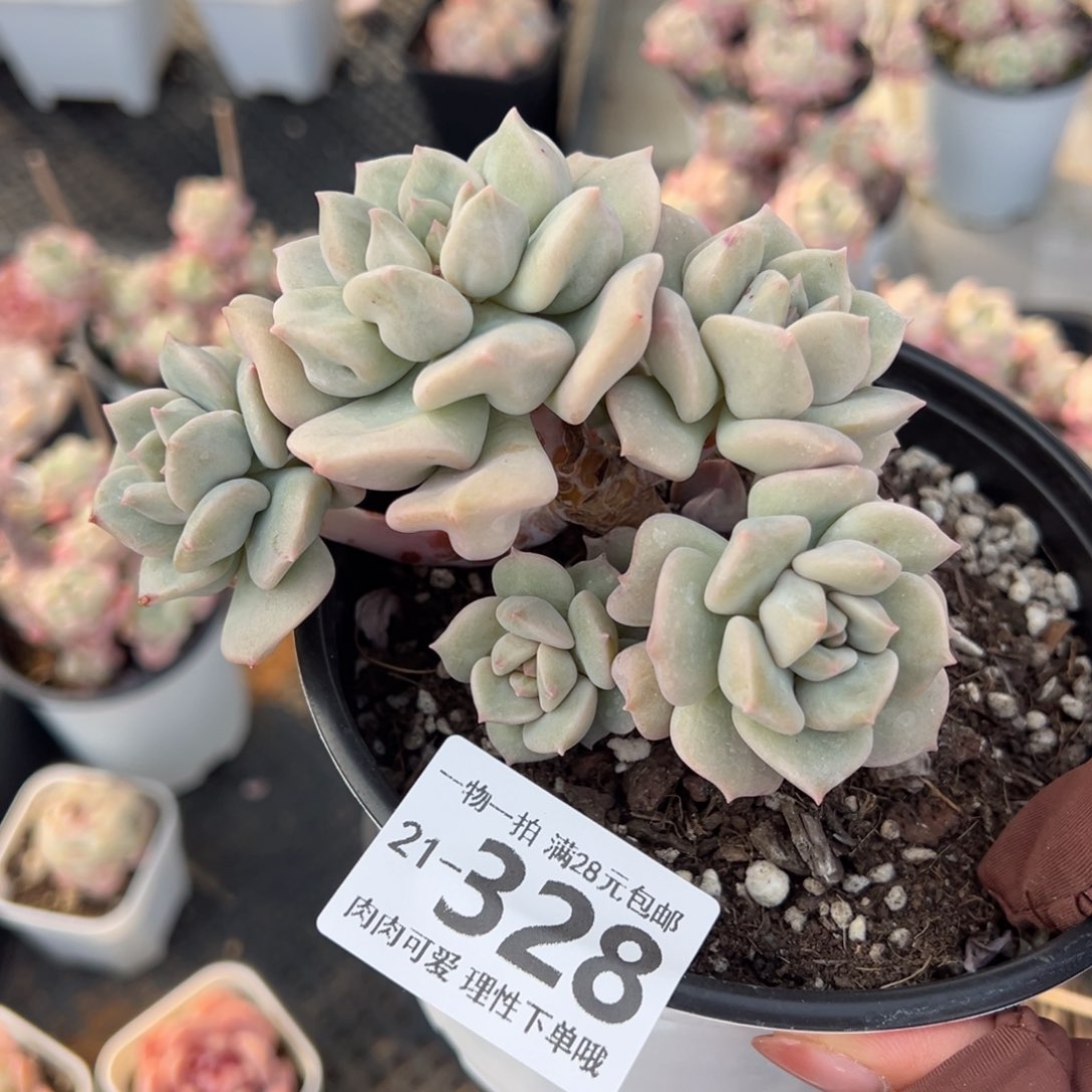 超奶多肉多肉多肉多肉