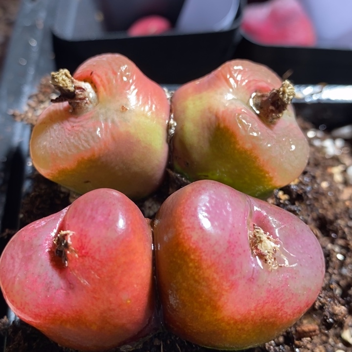 13218有伤一组一组