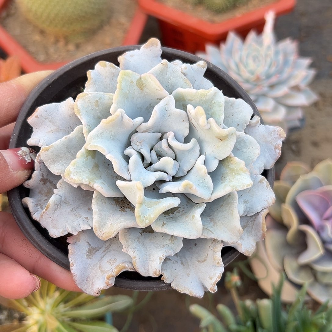 多肉植物芭蕾舞者