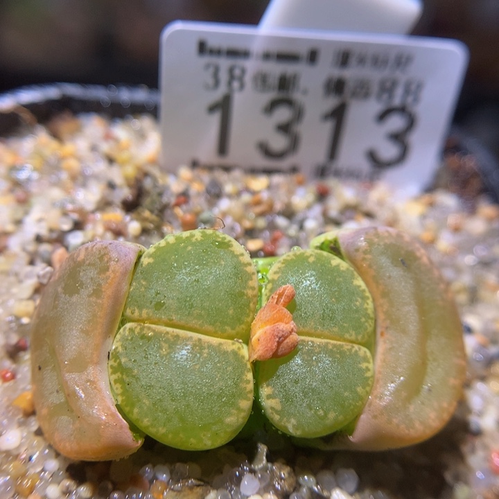 zzz精品生石花1313