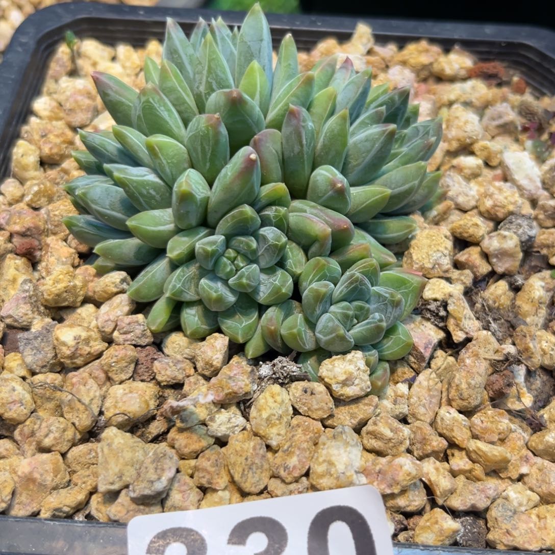 袁*330暗纹多肉植物