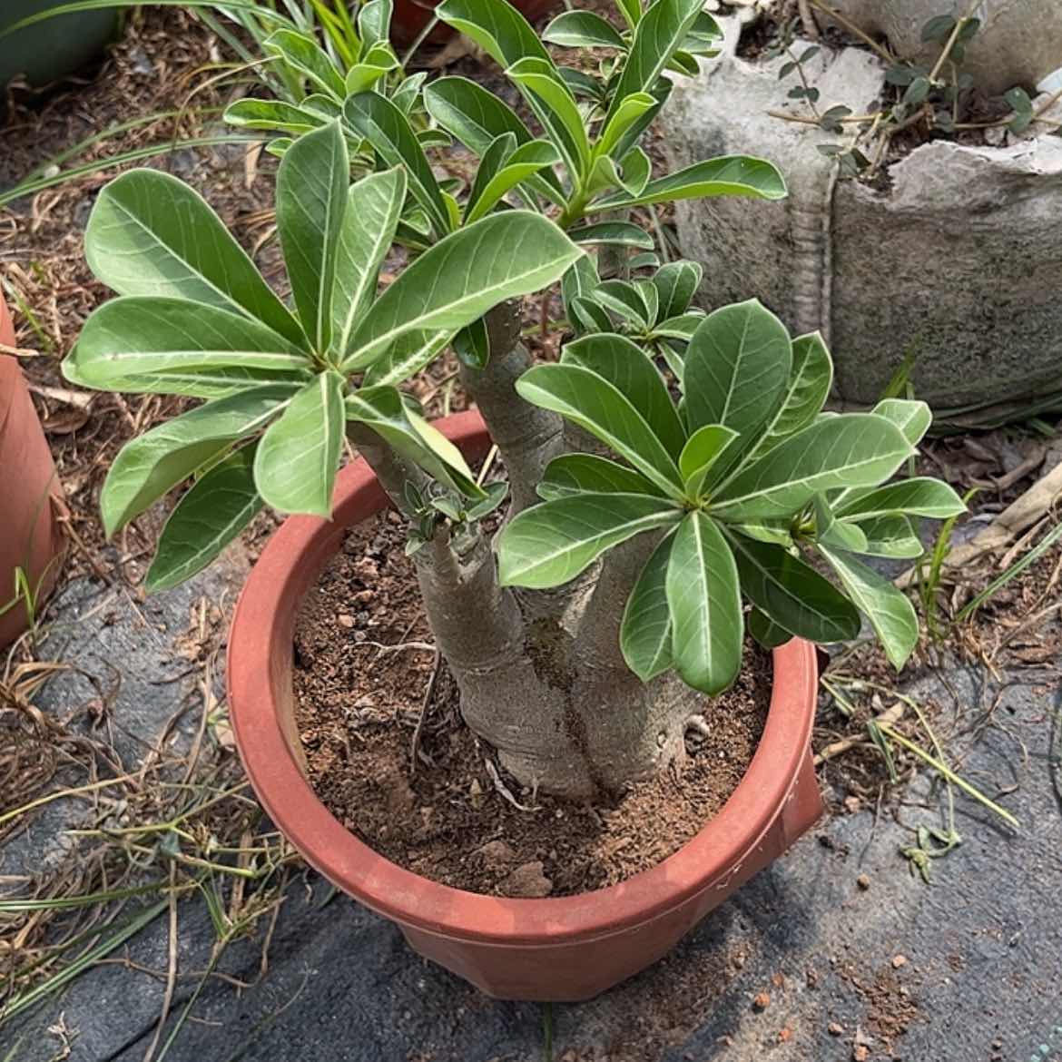【闪购商品】无花朵满****柴