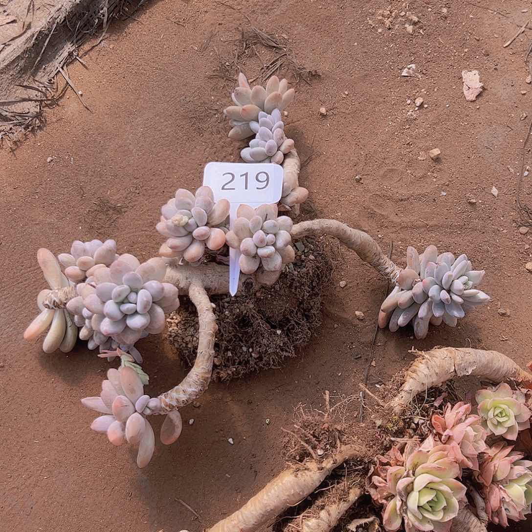 光****狂219香水20不售后