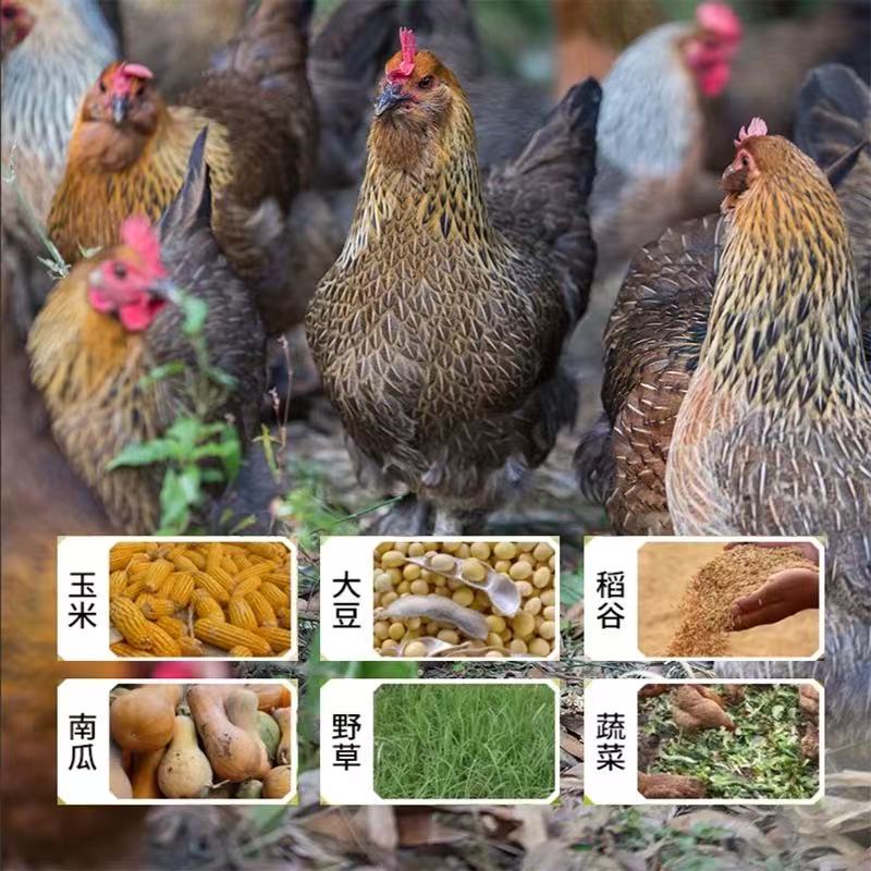 龙胜土鸡整鸡生鲜肉质鲜美到手15只