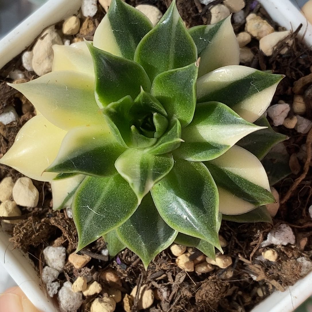 皮皮虾一物一拍，