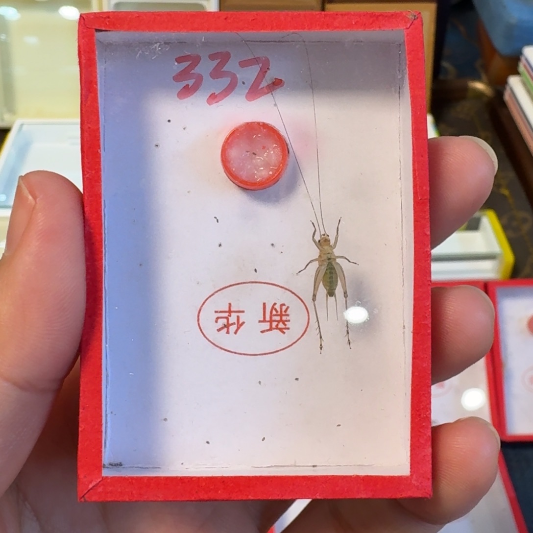 顾顾 大黄蛉长长长