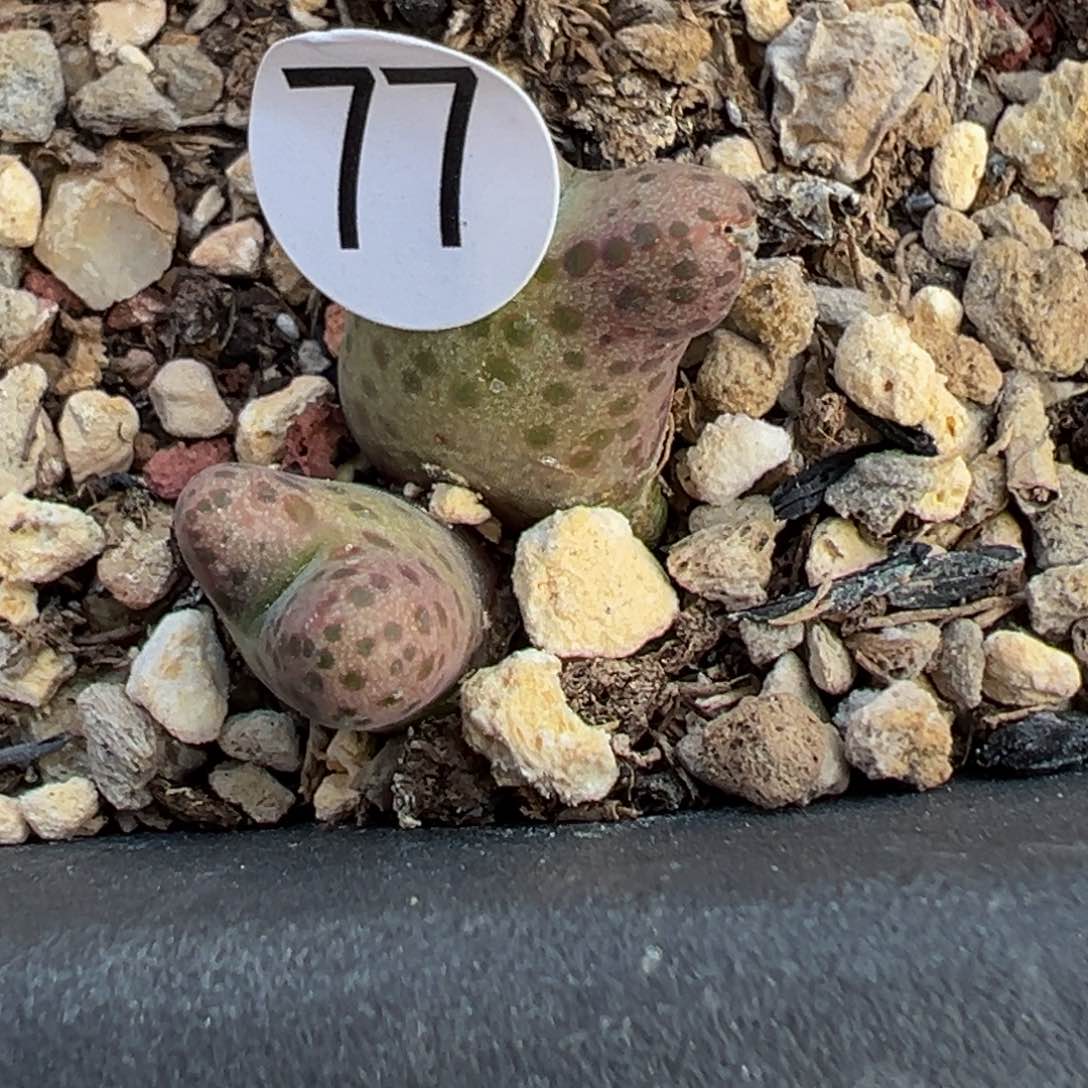 多肉植物1111111111111