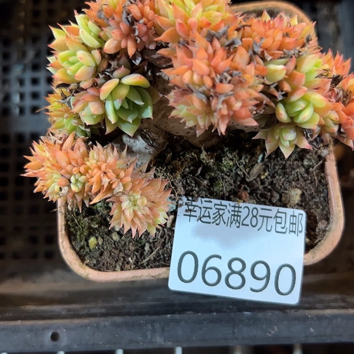 幸运的是我还没遇到幸运