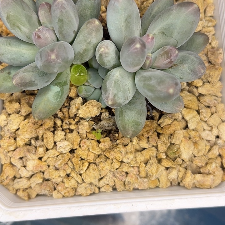 一***_欧若拉六头111111