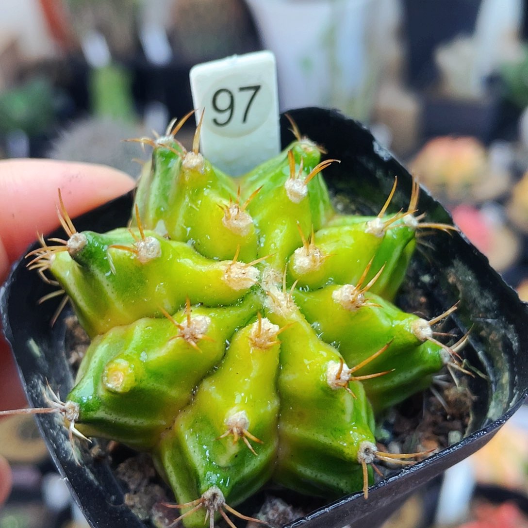 非偏远地区满25发货仙人球