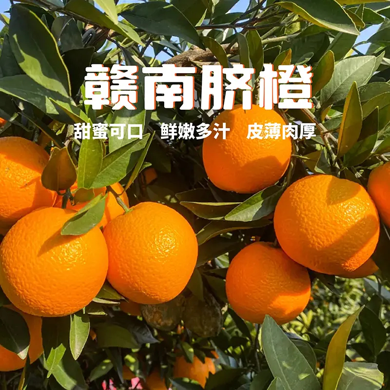 正宗江西赣南脐橙新鲜现摘香甜多汁产地直发应季水果寻乌县采发