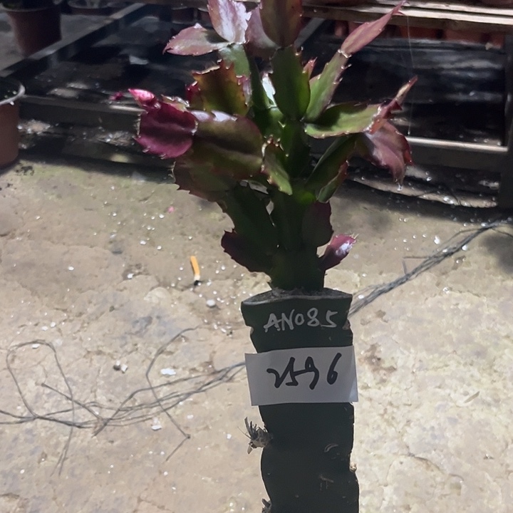 当前无花栽培后可以开花2596AN085嫁接苗