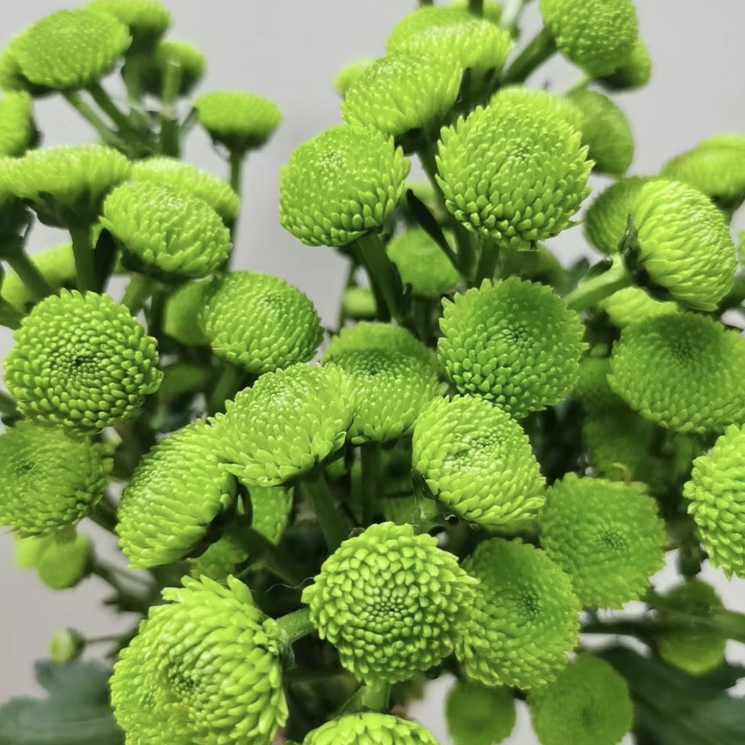 【小雏菊】绿森林小雏菊 源头基地基地直发| 任意满两单升级快递