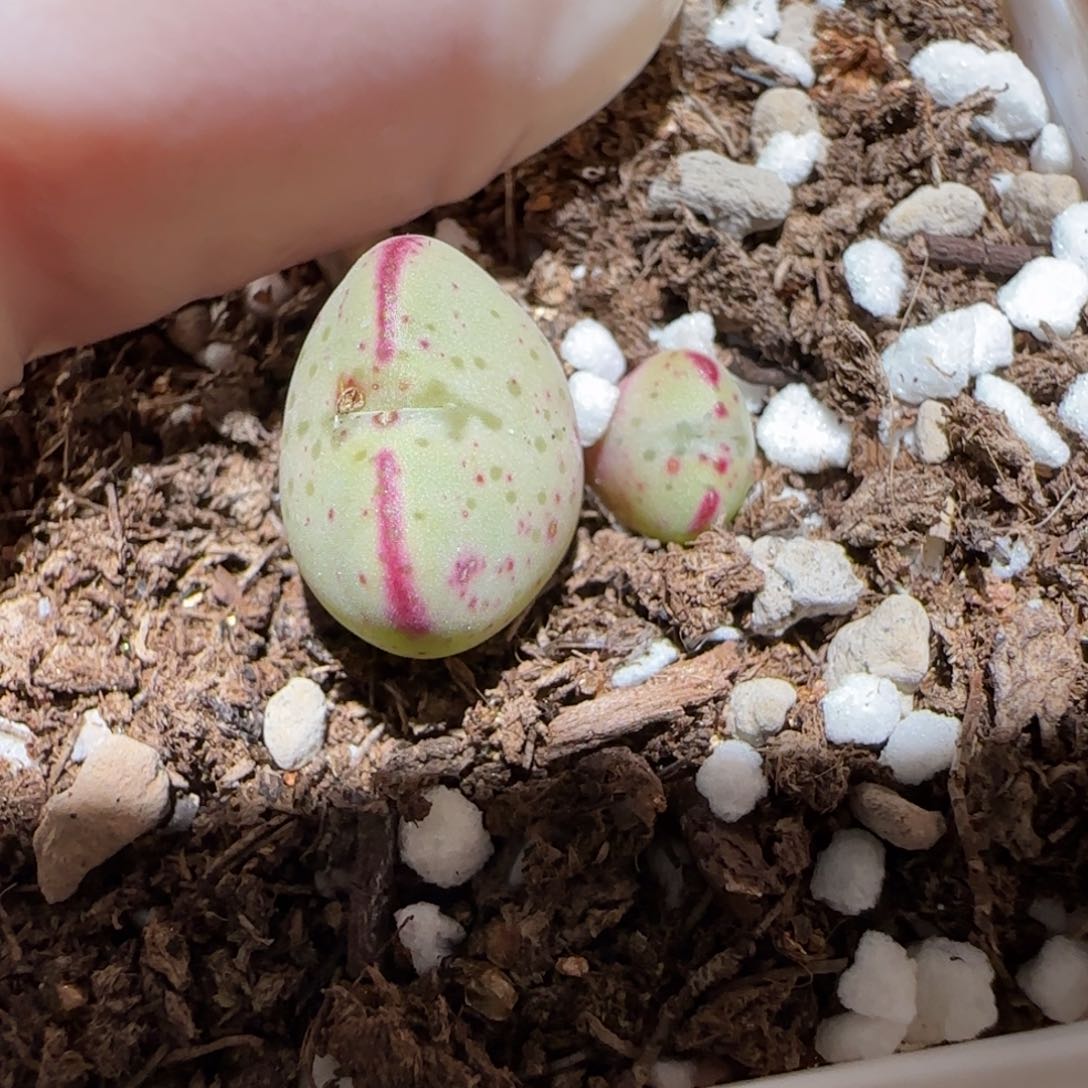 肉锥多肉植物百科4-351