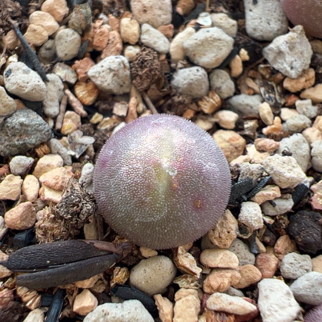 紫空蝉多肉多肉多肉