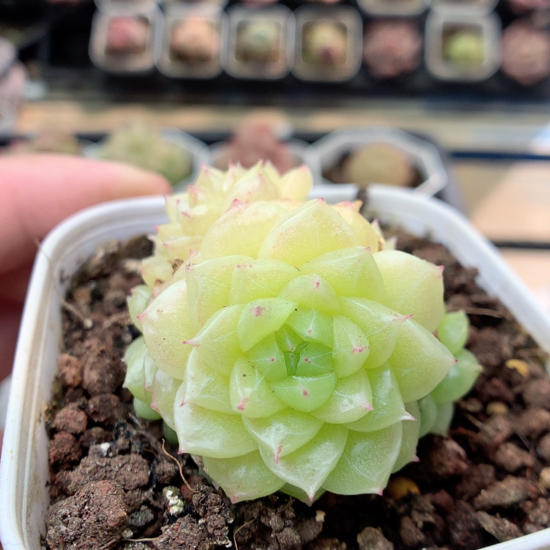 G66，20包邮两天凑单