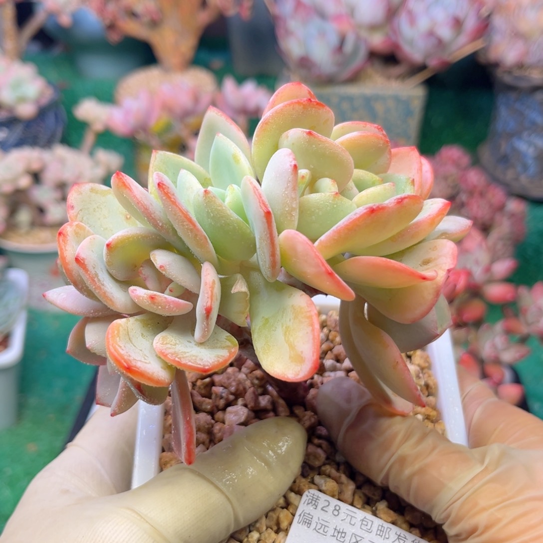 大1461）ch f h g v x c b