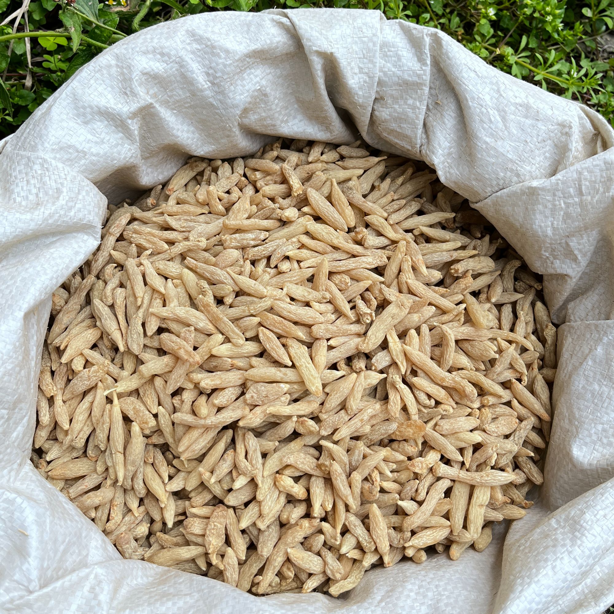 现收山货 四川 川麦冬