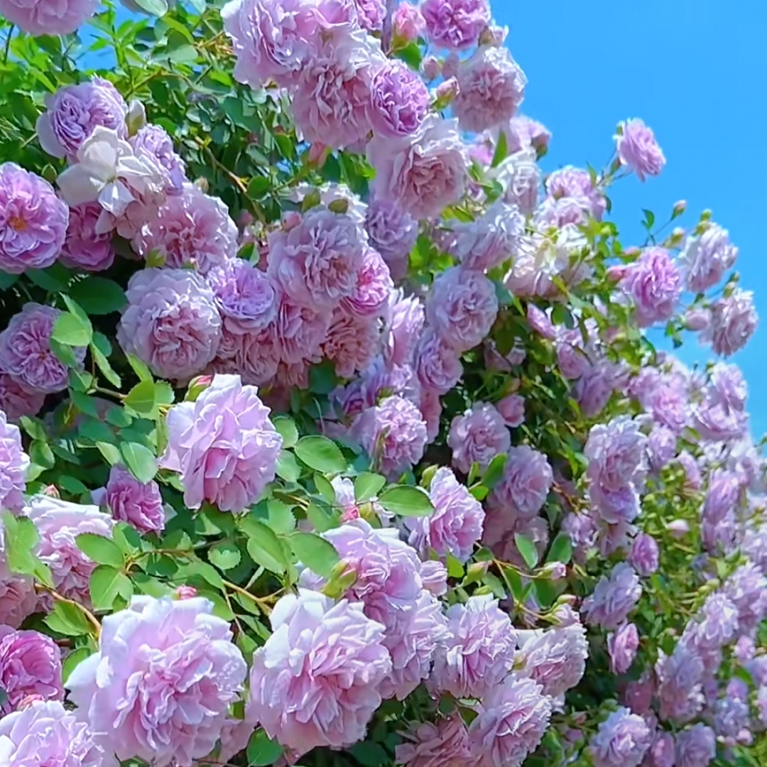 蓝色阴雨 梦幻紫 四季爆花爬藤月季花苗