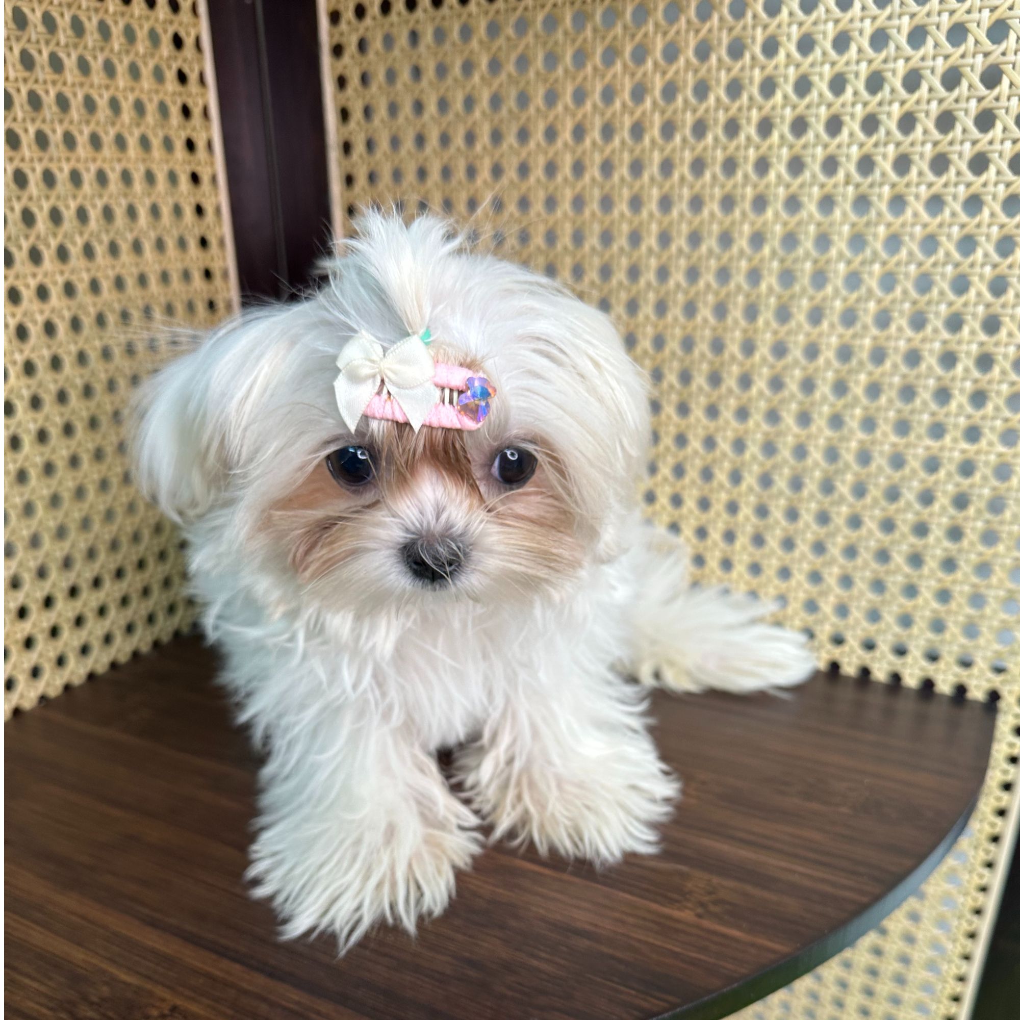【云端犬舍】 糖糖-小马妹妹