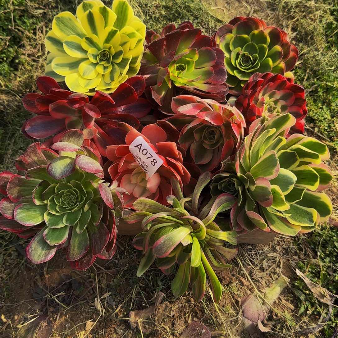 78 多肉法师多肉法师