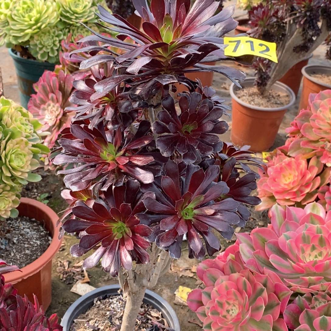 墨法多肉法师712